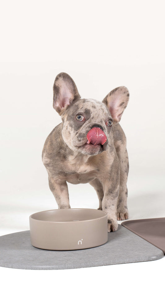 Ceramic Pet Bowls