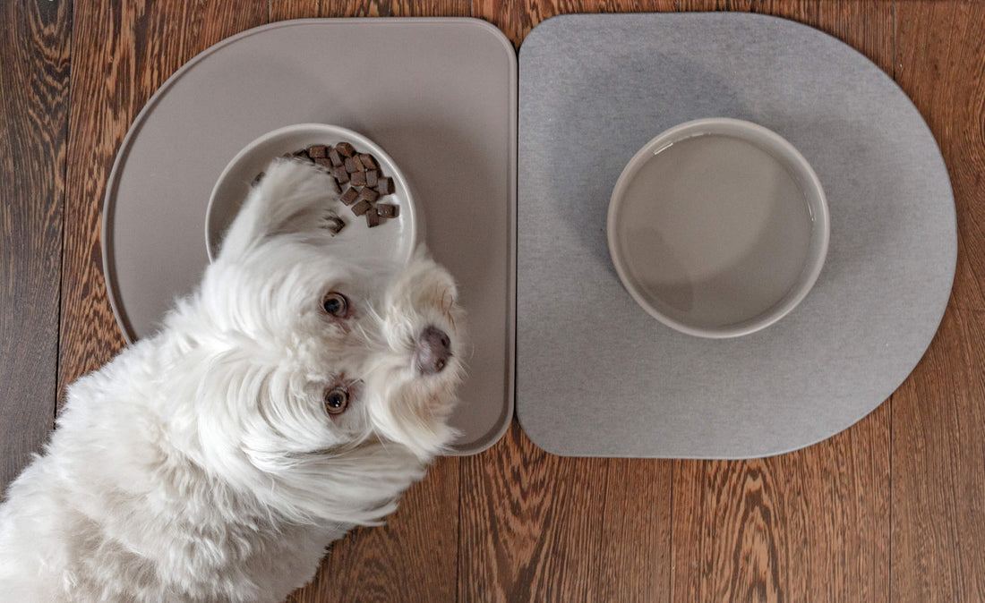 How to Stop Your Dog’s Food and Water Bowls from Spilling (For Good!)